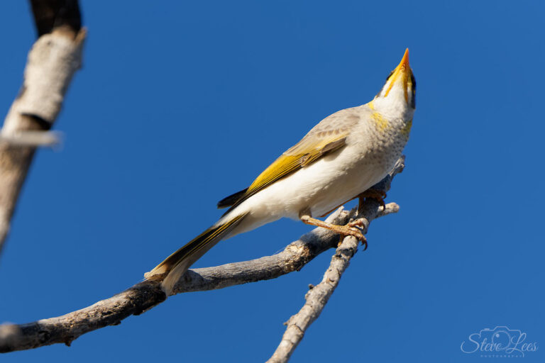 Yellow-Throated Miner