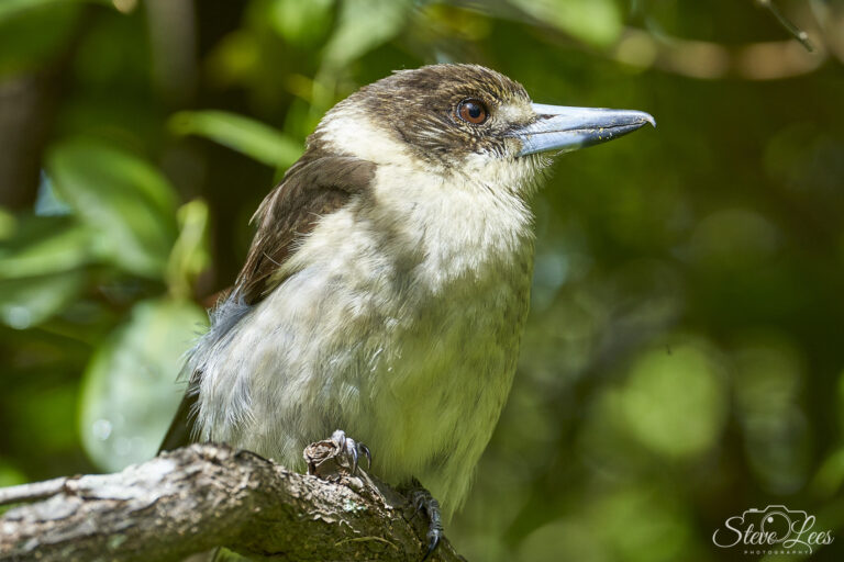 Grey Butcherbird
