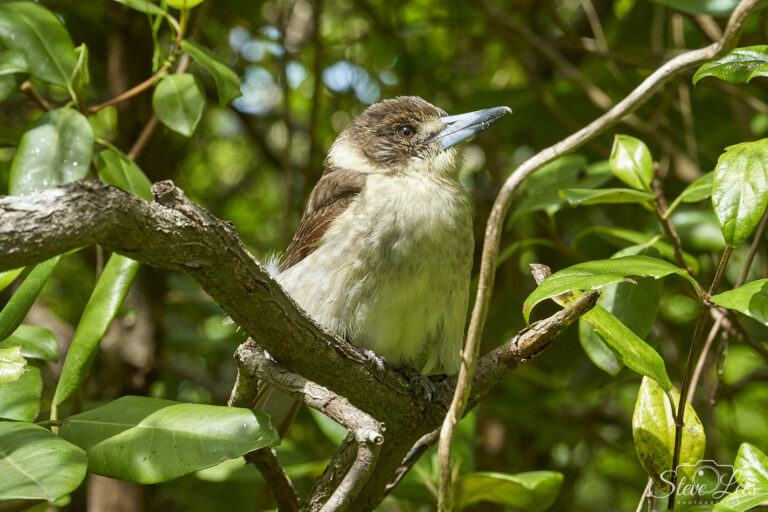 Young Kookaburra