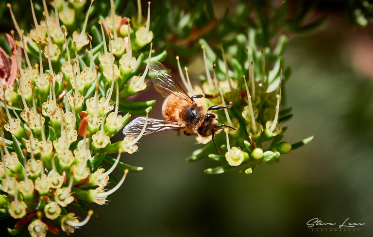 A Study Of Bees 2