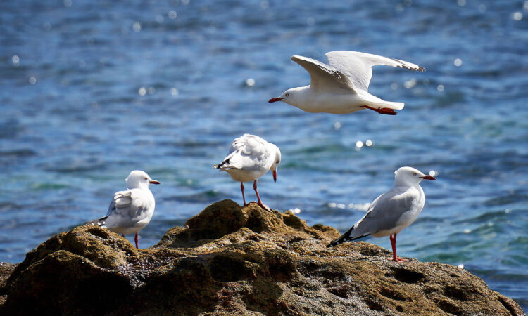 Birds in Flight