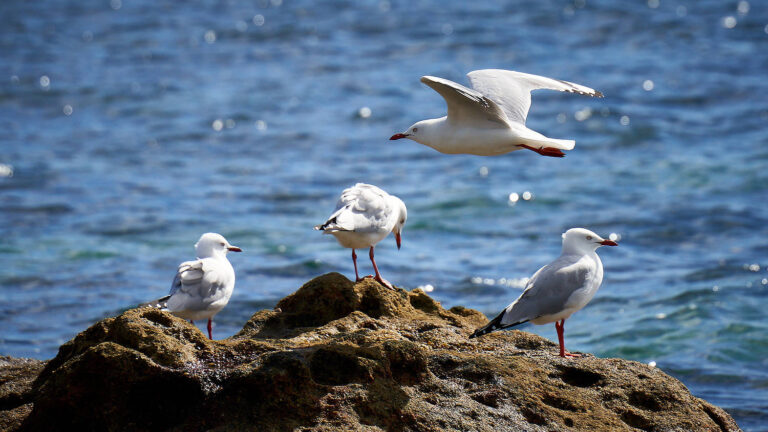 Birds in Flight with the Wrong Lens