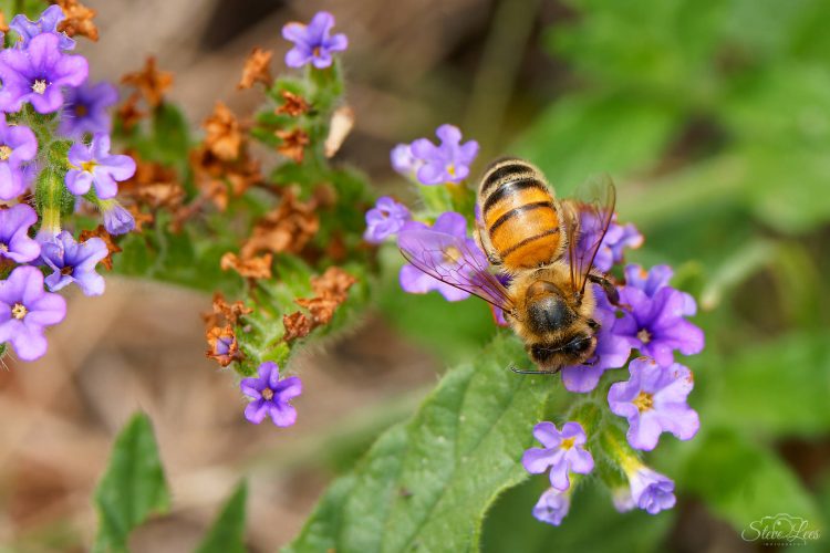 Bee on Blue Heliotrope