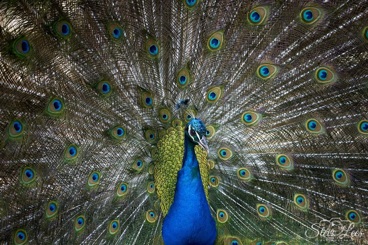 Peacock