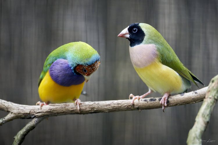 Birds of Taronga Zoo