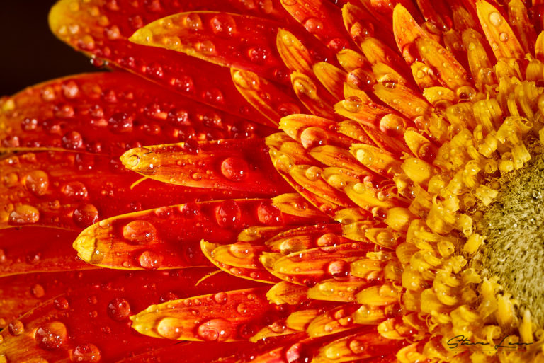 Gerbera Macro